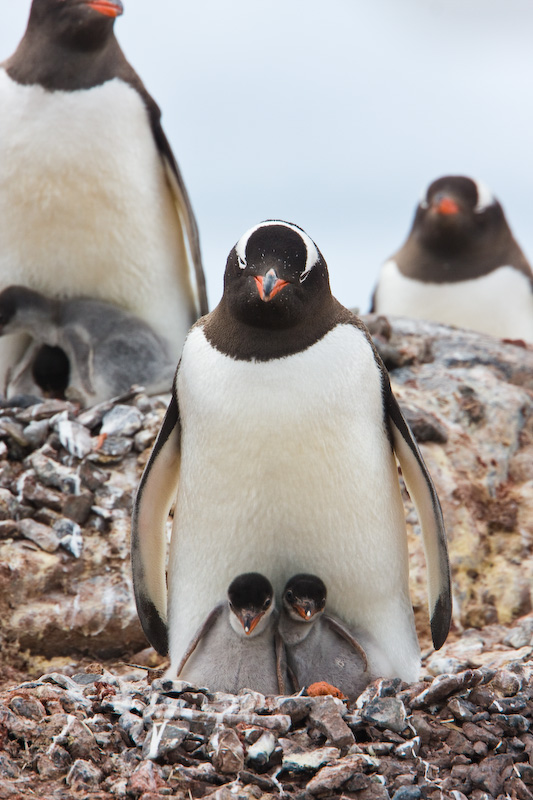 Gentoo Penguin And Chicks